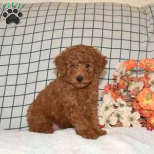 Peanut, Toy Poodle Puppy