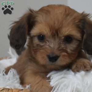 Peanut, Dachshund Mix Puppy