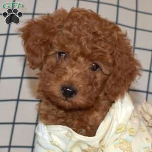 Peanut, Toy Poodle Puppy