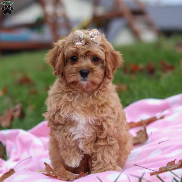 Pearl, Cavapoo Puppy