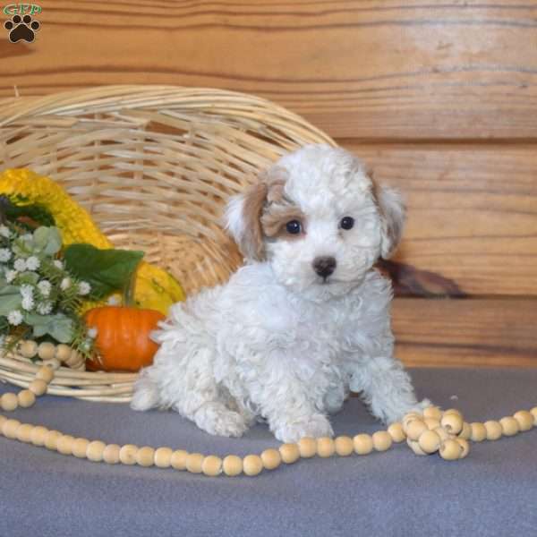 Pearl, Miniature Poodle Puppy