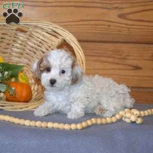 Pearl, Miniature Poodle Puppy