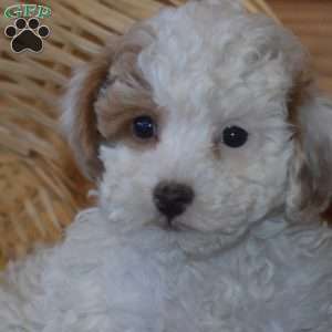 Pearl, Miniature Poodle Puppy
