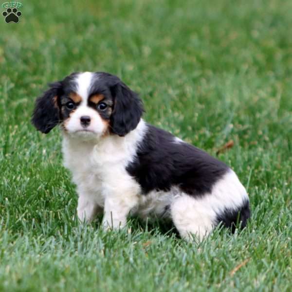 Pearl, Cavalier King Charles Spaniel Puppy