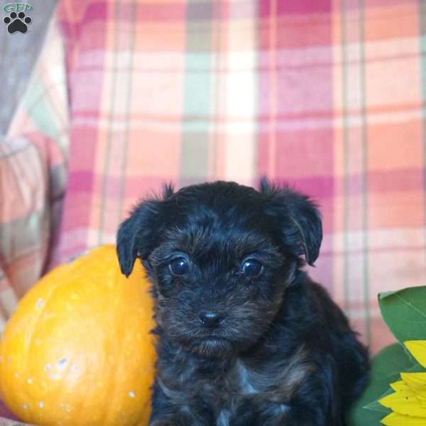 Pearl, Yorkie Poo Puppy