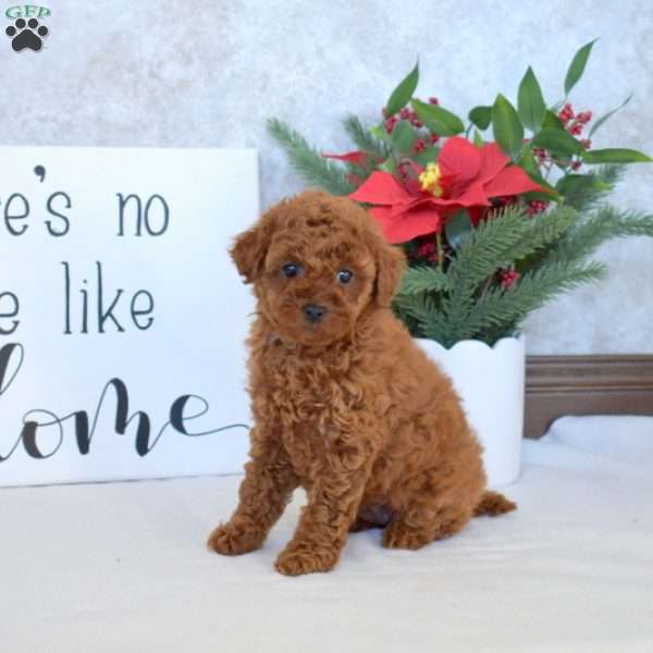 Pecan, Miniature Poodle Puppy