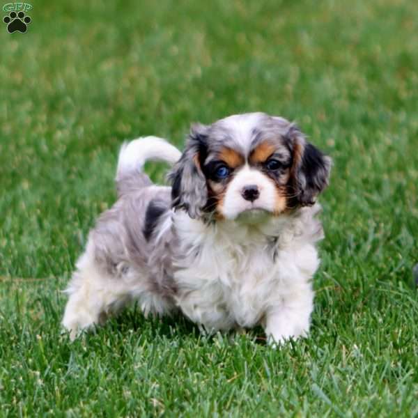 Peggy, Cavalier King Charles Spaniel Puppy