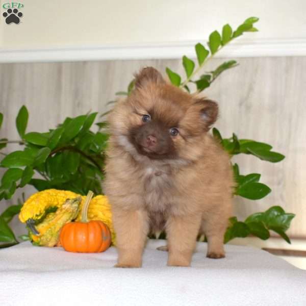 Penny, Pomeranian Puppy