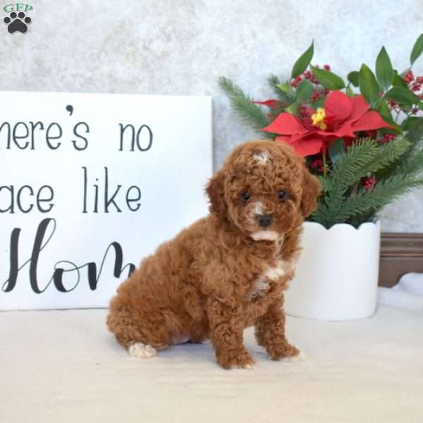 Penny, Miniature Poodle Puppy