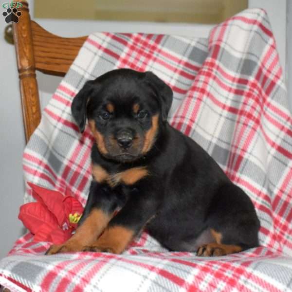 Penny, Rottweiler Puppy