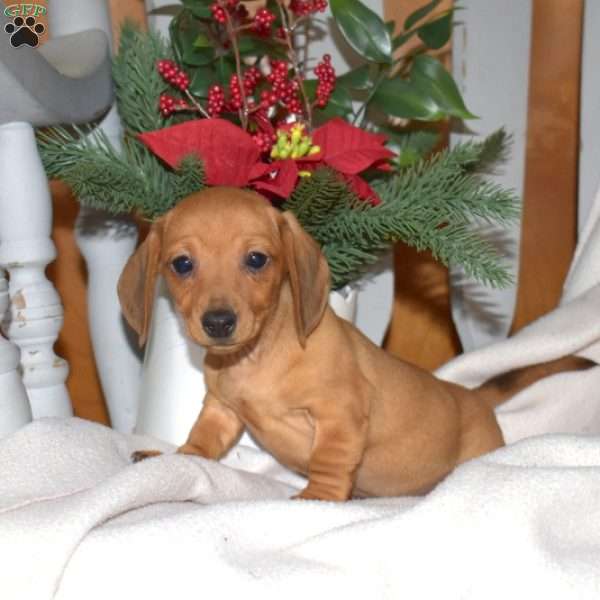 Penny, Dachshund Puppy