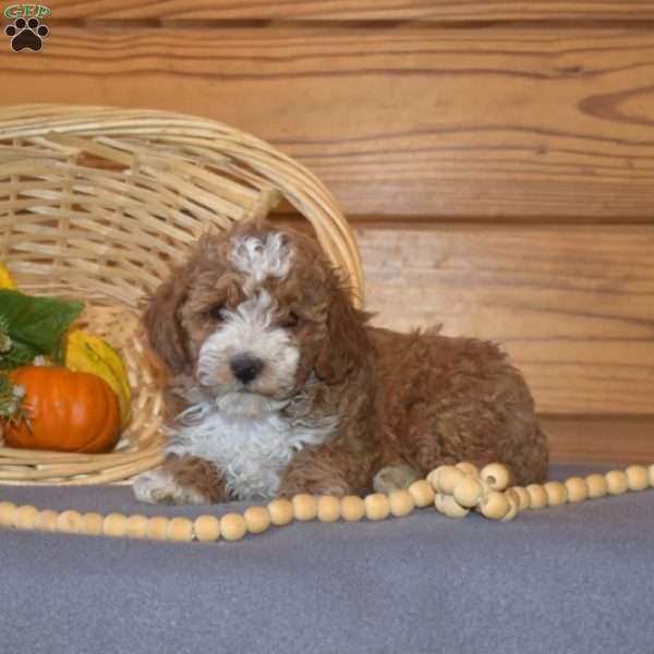 Penny, Miniature Poodle Puppy