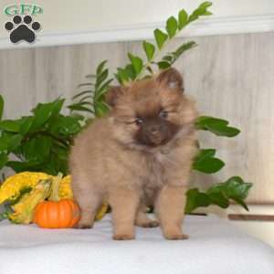 Penny, Pomeranian Puppy