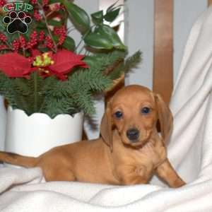 Penny, Dachshund Puppy