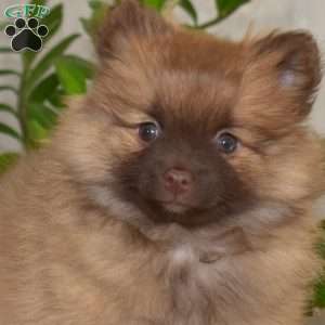 Penny, Pomeranian Puppy