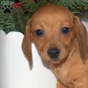 Penny, Dachshund Puppy