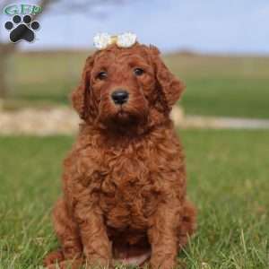 Peppermint, Goldendoodle Puppy