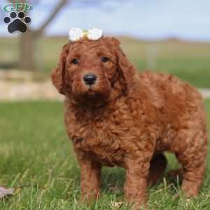 Peppermint, Goldendoodle Puppy
