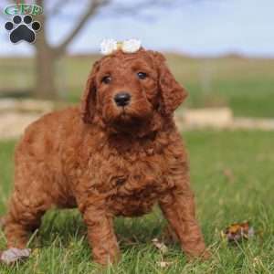 Peppermint, Goldendoodle Puppy