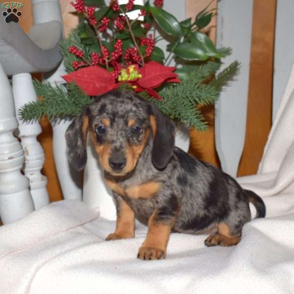 Peppermint, Dachshund Puppy