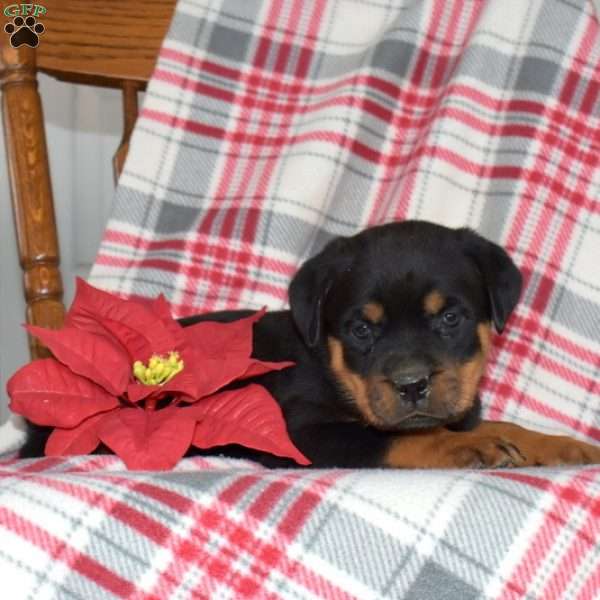 Peppermint, Rottweiler Puppy