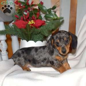 Peppermint, Dachshund Puppy