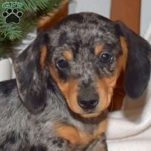 Peppermint, Dachshund Puppy