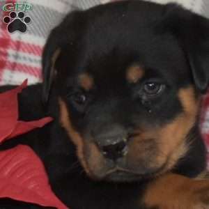 Peppermint, Rottweiler Puppy
