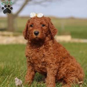 Peppermint, Goldendoodle Puppy