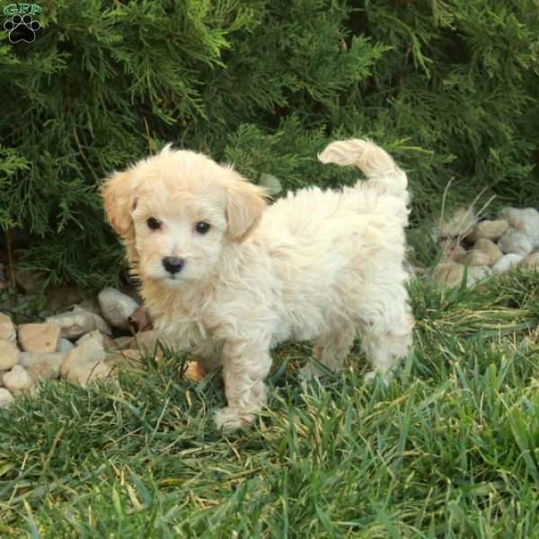 Percy, Maltipoo Puppy