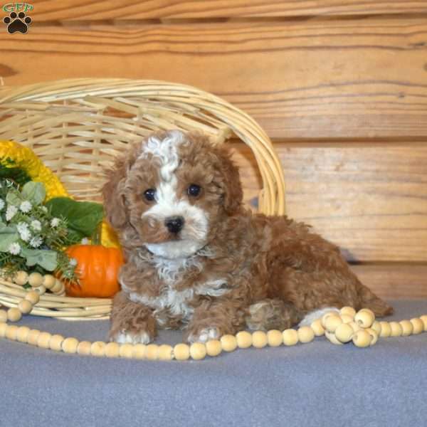 Pesto, Miniature Poodle Puppy