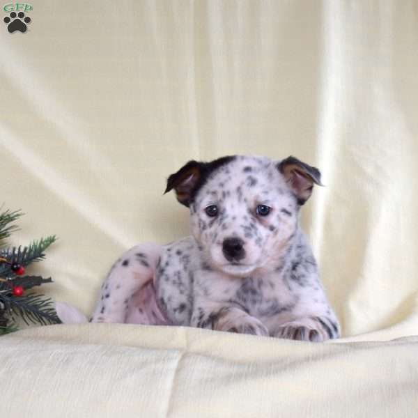 Peter, Blue Heeler – Australian Cattle Dog Puppy