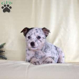 Peter, Blue Heeler – Australian Cattle Dog Puppy