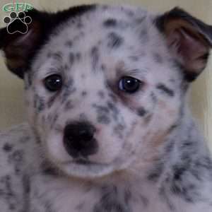 Peter, Blue Heeler – Australian Cattle Dog Puppy