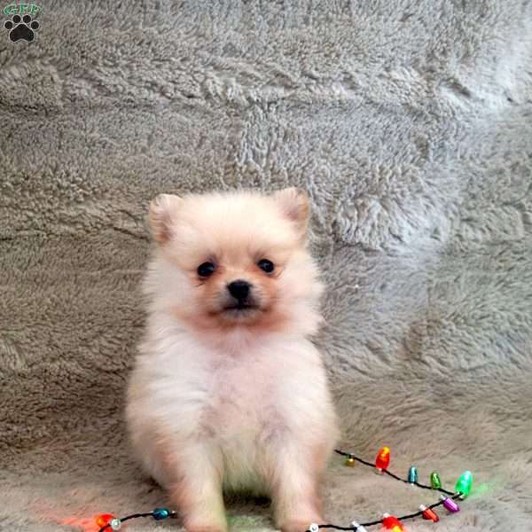 Peter, Pomeranian Puppy