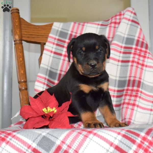 Phantom, Rottweiler Puppy