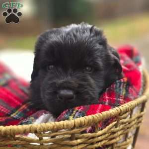 Pink, Newfoundland Puppy