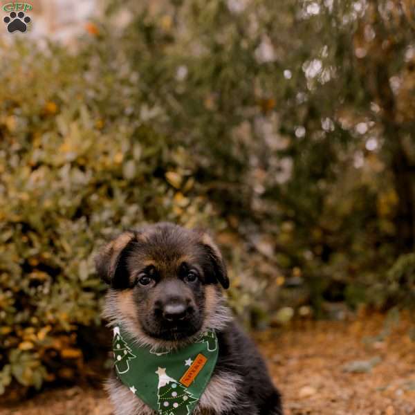 Juliette, German Shepherd Puppy