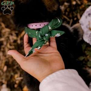 Juliette, German Shepherd Puppy