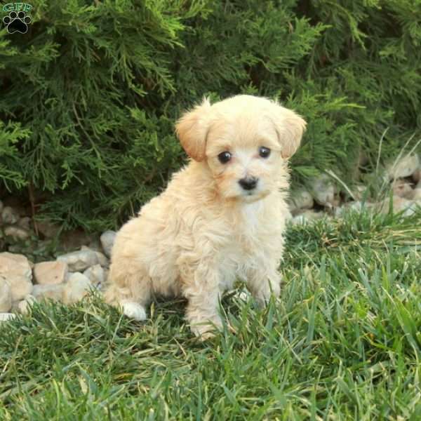Pip, Maltipoo Puppy