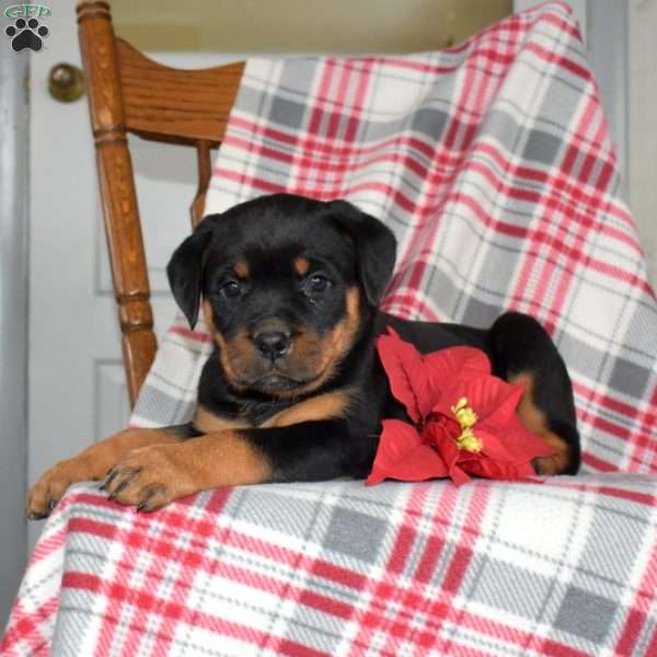 Piper, Rottweiler Puppy