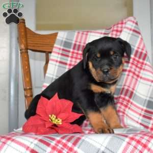 Piper, Rottweiler Puppy