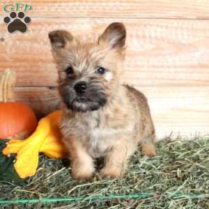 Piper, Cairn Terrier Puppy