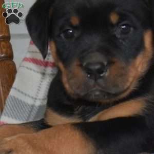 Piper, Rottweiler Puppy