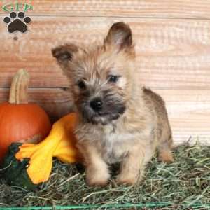 Piper, Cairn Terrier Puppy