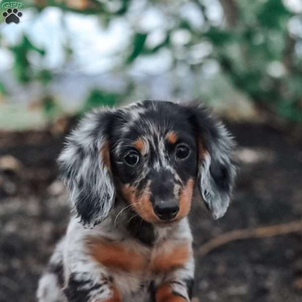 Piper, Dachshund Puppy