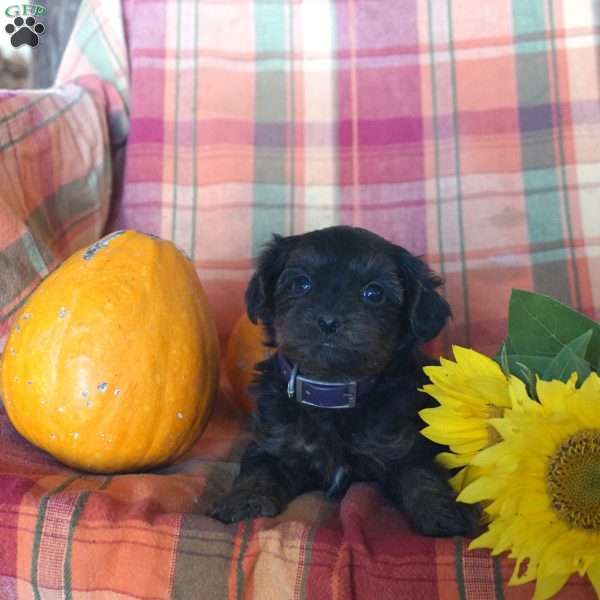 Plato, Yorkie Poo Puppy