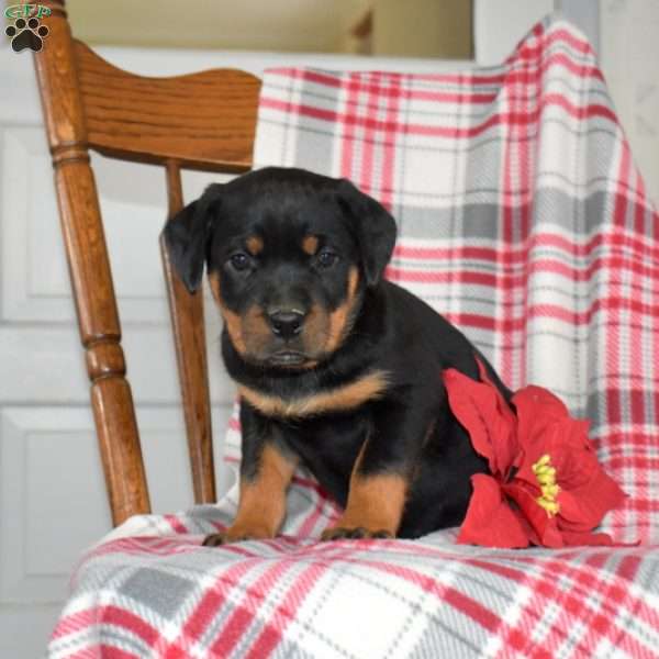 Polly, Rottweiler Puppy