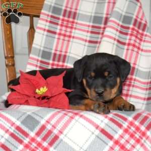 Polly, Rottweiler Puppy