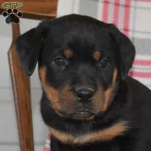 Polly, Rottweiler Puppy